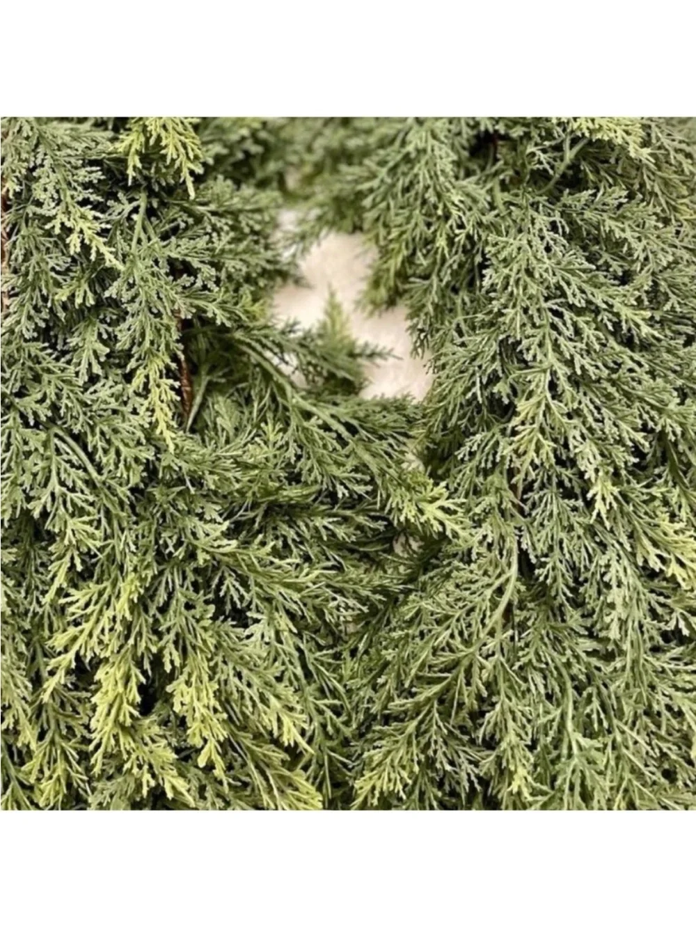 6ft Hobby Lobby Real Touch Cedar Garland